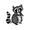 Raccoon Run animation